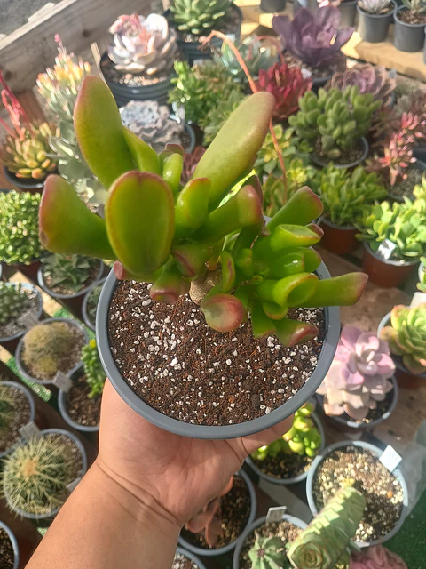 Crassula ovata Gollum "orejas de shrek"
