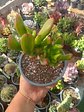 Crassula ovata Gollum 
