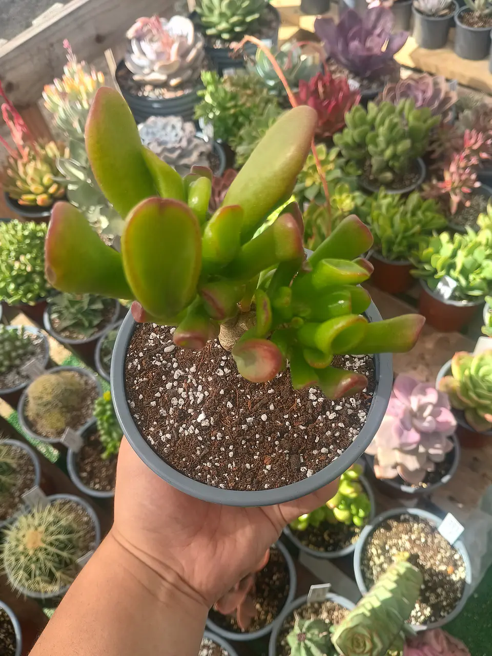 Crassula ovata Gollum 