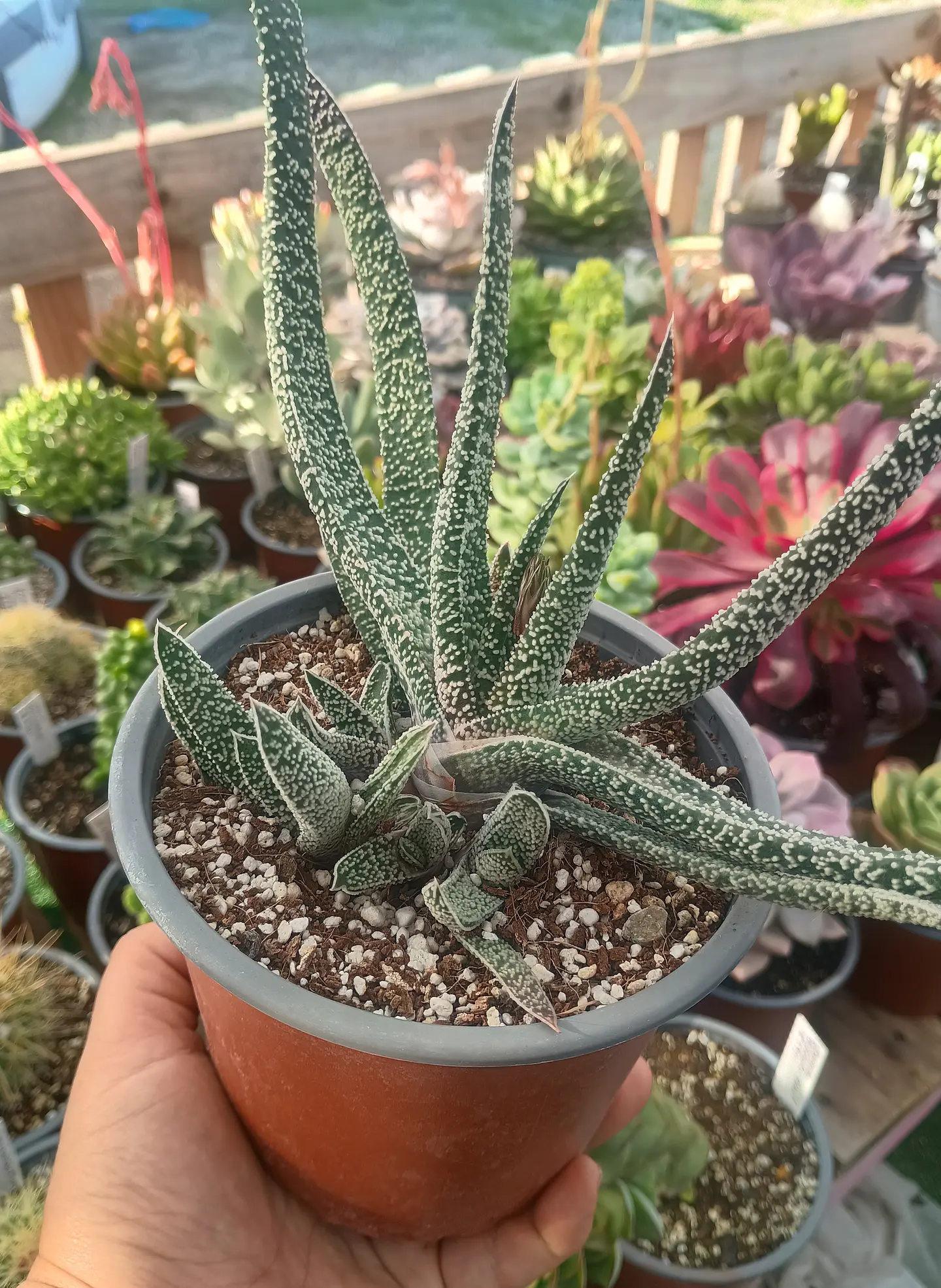 Gasteria carinata verrucosa Planta madre 1