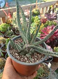 Gasteria carinata verrucosa Planta madre - Miniatura 1