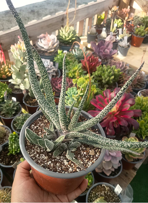 Gasteria carinata verrucosa Planta madre