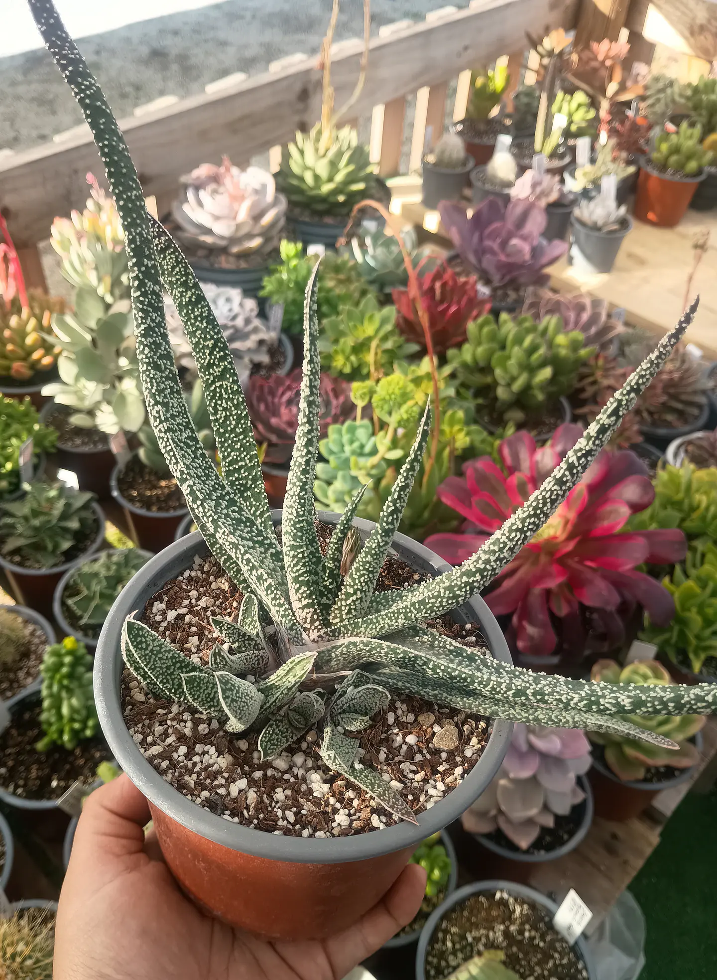 Gasteria carinata verrucosa Planta madre 2