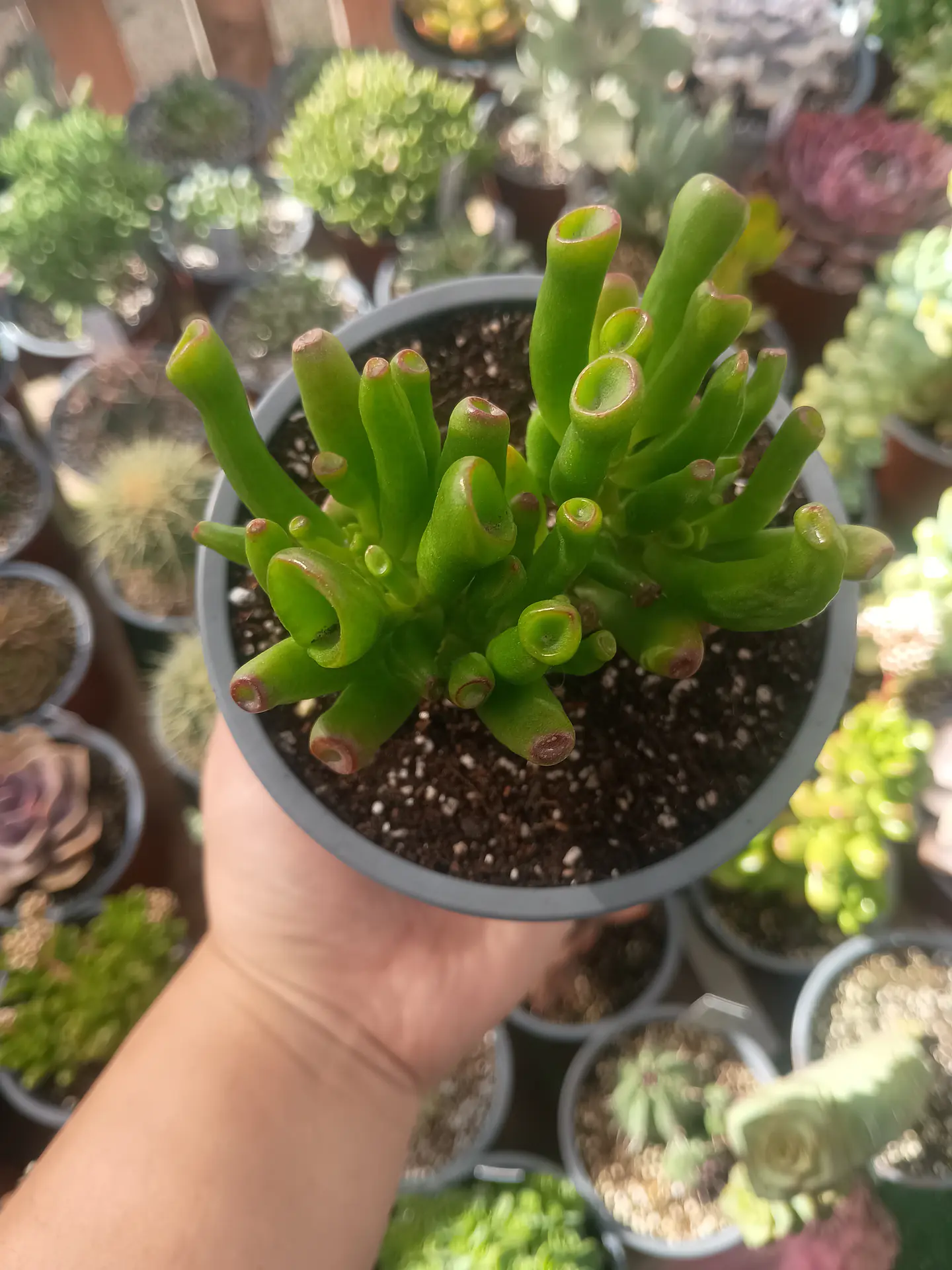 Crassula Ovata lady fingers 1