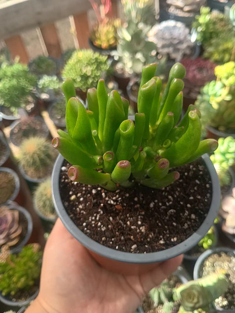 Crassula Ovata lady fingers