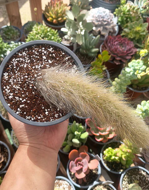 Cactus Cola de Mononis (cola de mono) Mediano