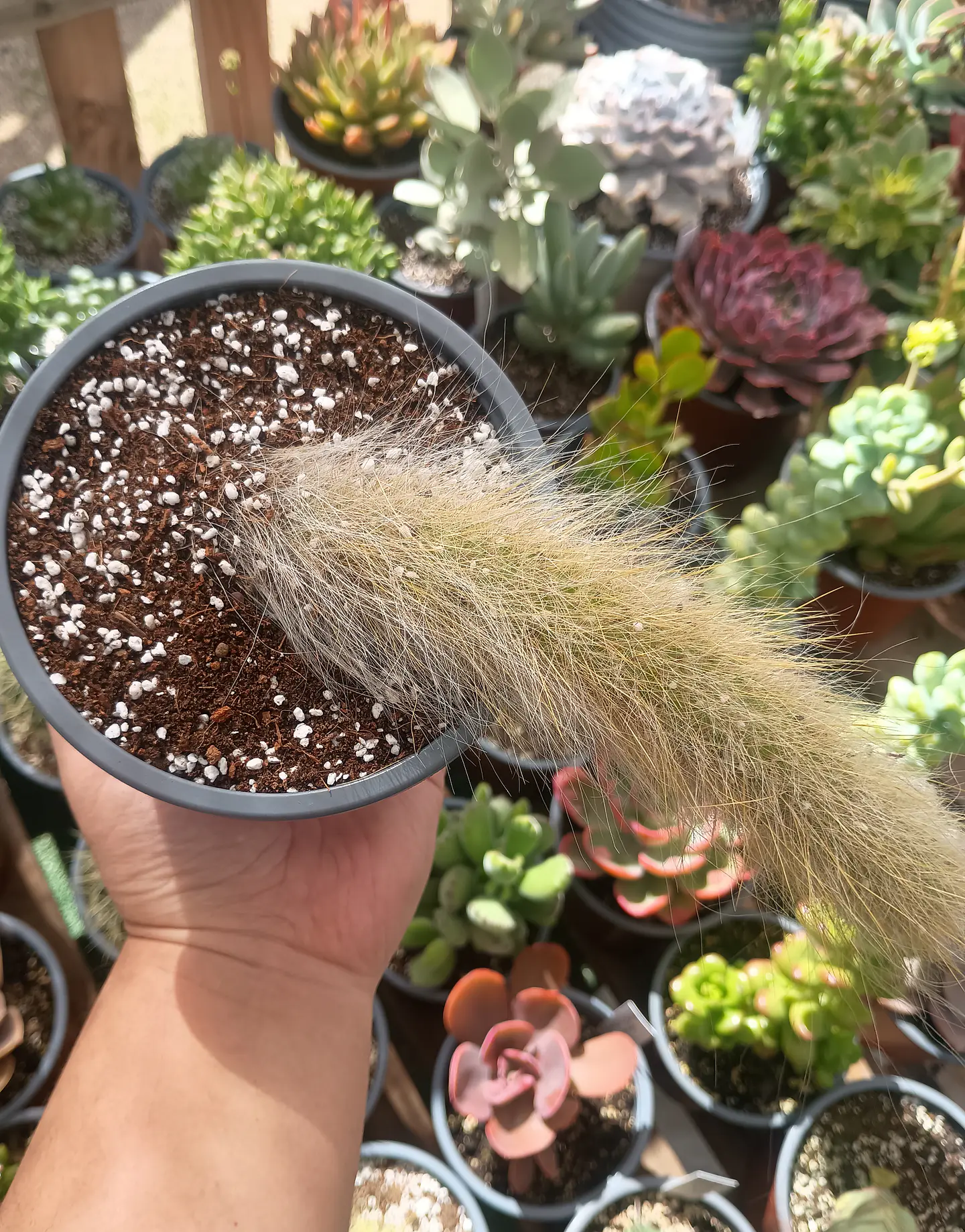 Cactus Cola de Mononis (cola de mono) Mediano 1