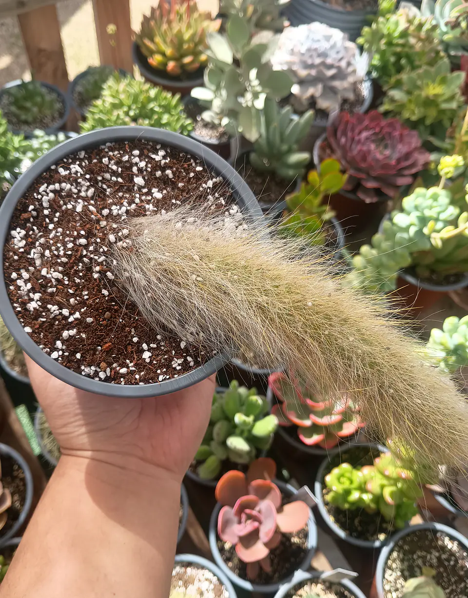 Cactus Cola de Mononis (cola de mono) Mediano 1