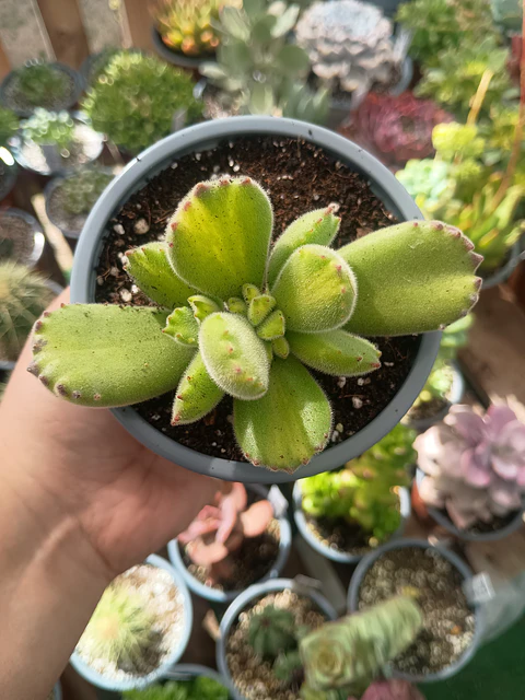 Cotyledon tomentosa Lemon stripes (Garrita de oso) 