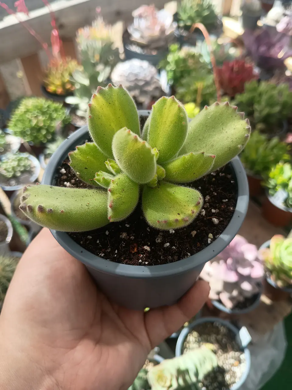 Cotyledon tomentosa Lemon stripes (Garrita de oso)  2