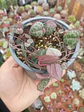 Ceropegia Woodii - Miniatura 1