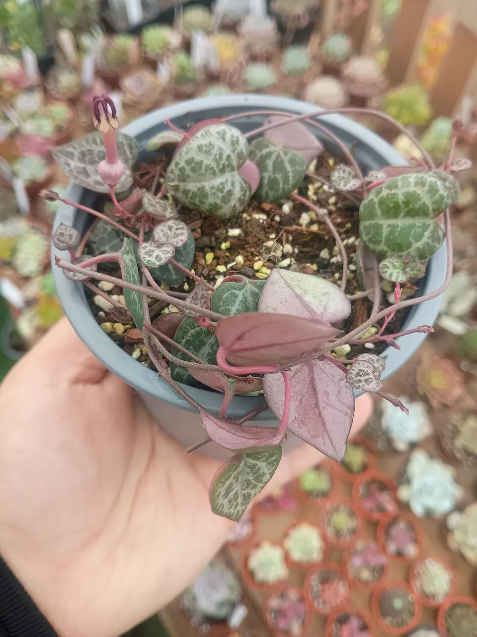 Ceropegia Woodii 1