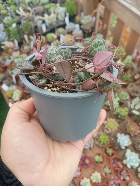 Ceropegia Woodii
