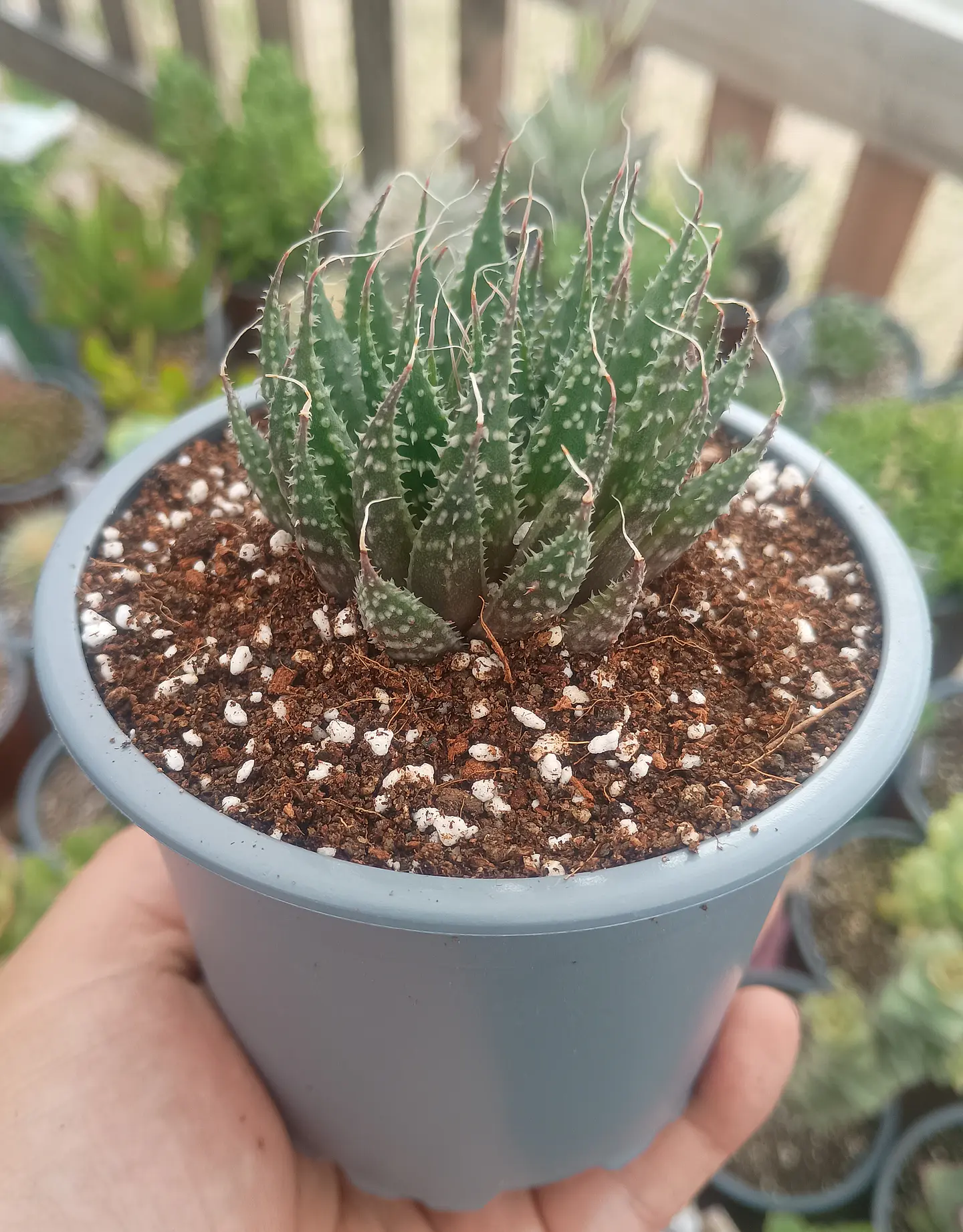 Aloe Aristata 1