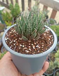 Aloe Aristata - Miniatura 1