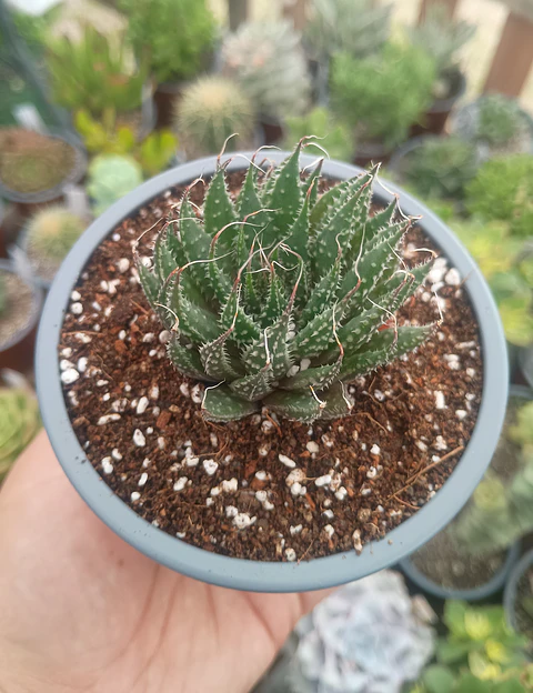 Aloe Aristata