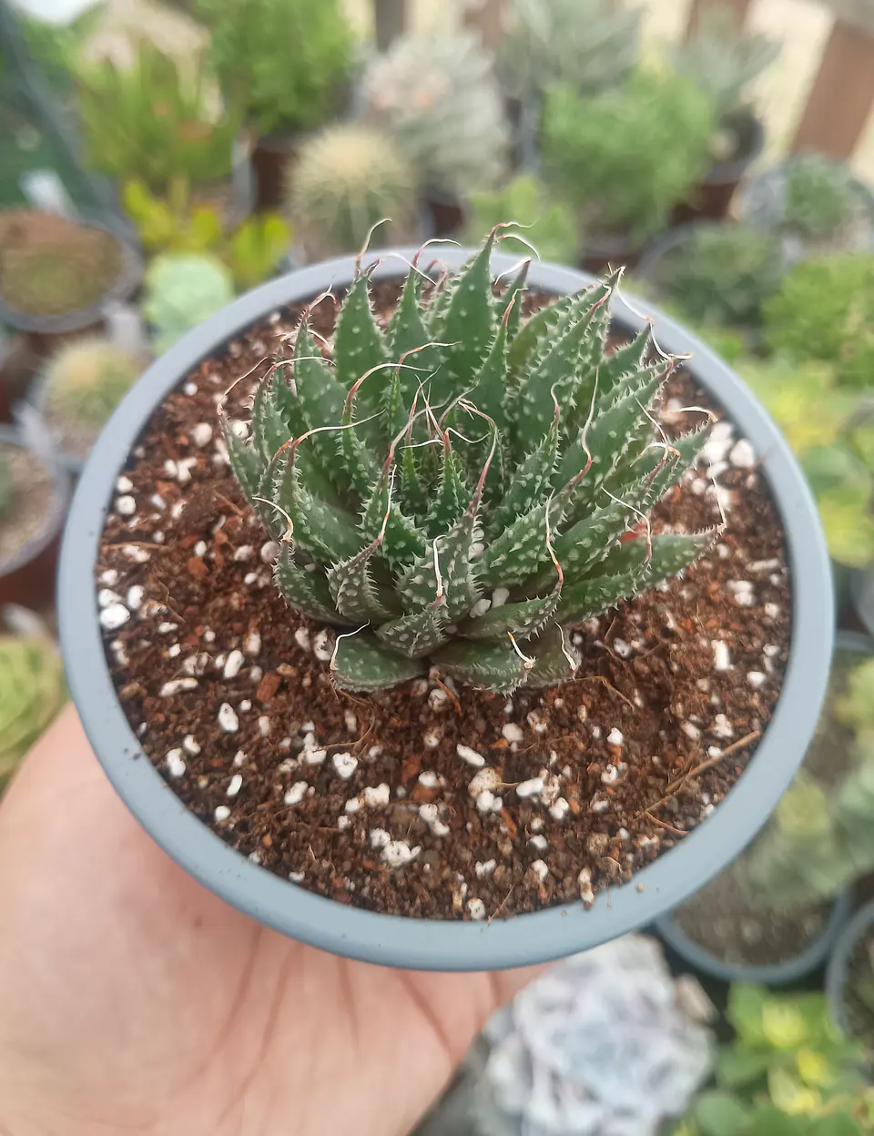 Aloe Aristata 2