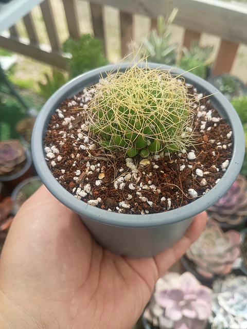 Mammillaria Dicipiens S