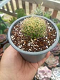 Mammillaria Dicipiens S - Miniatura 1