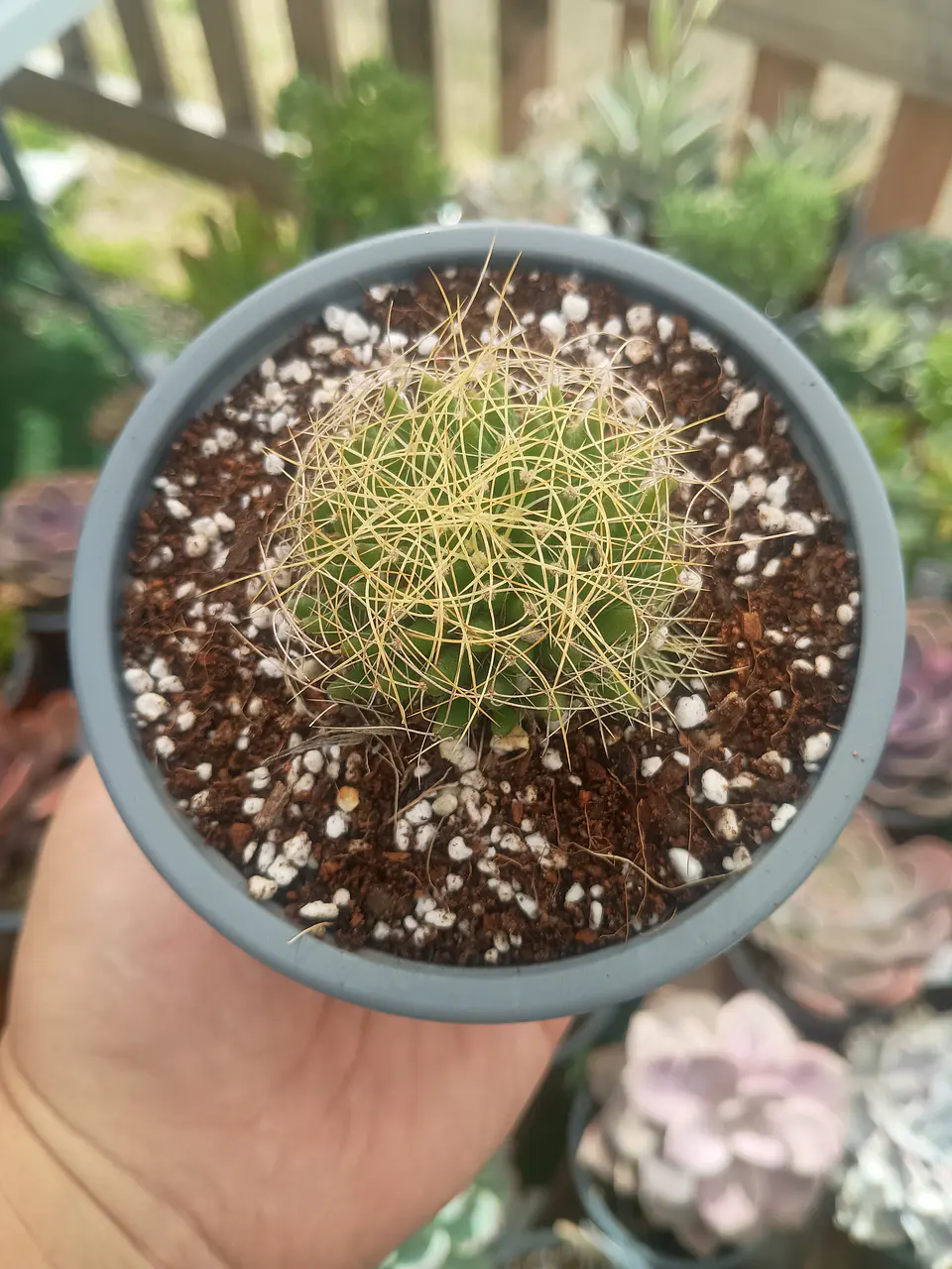 Mammillaria Dicipiens S 2