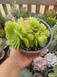 Aeonium Pseudotabuliforme, Planta madre - Miniatura 1