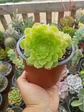 Aeonium Pseudotabuliforme, Planta madre - Miniatura 2