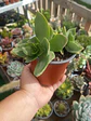 Crassula Lactea  - Miniatura 1