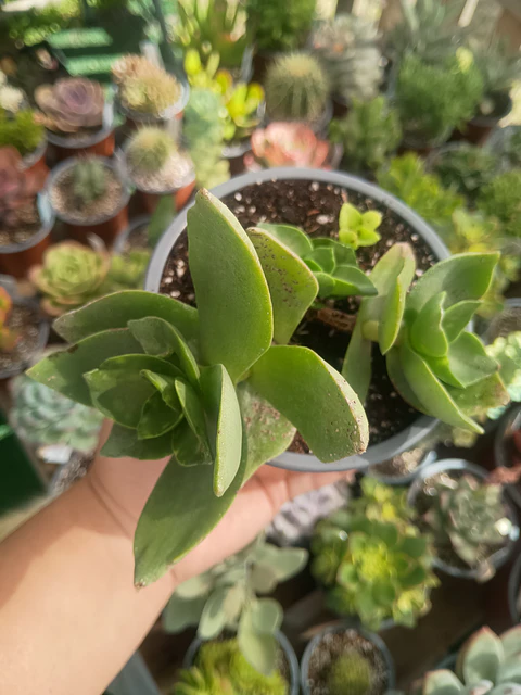 Crassula Lactea 