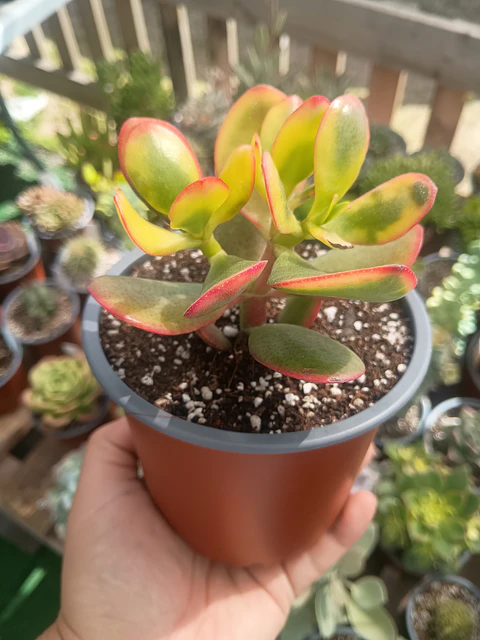 Crassula Ovata Hummel sun set