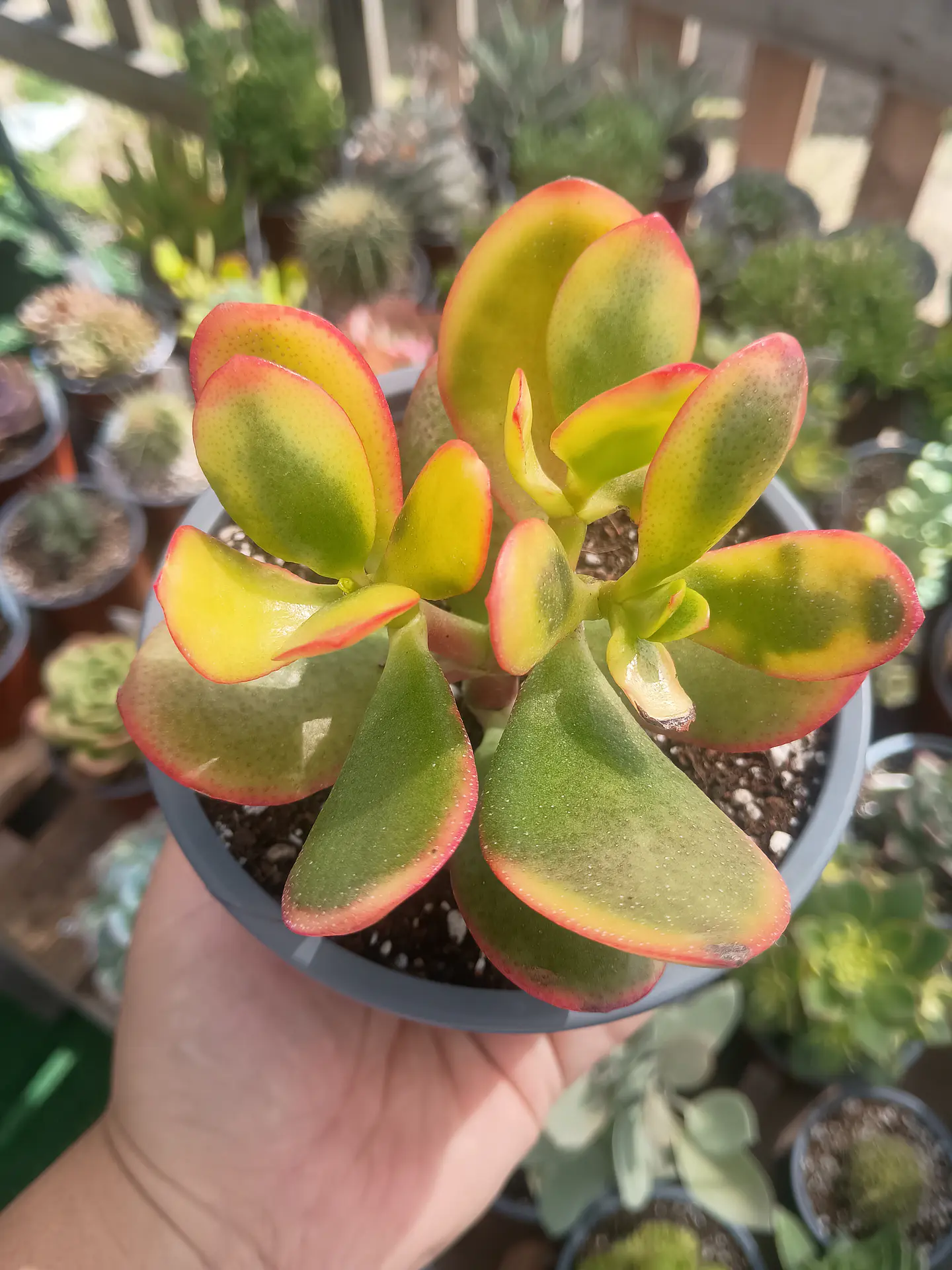 Crassula Ovata Hummel sun set 2