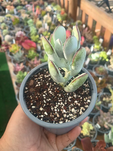 Cotyledon Oophylla