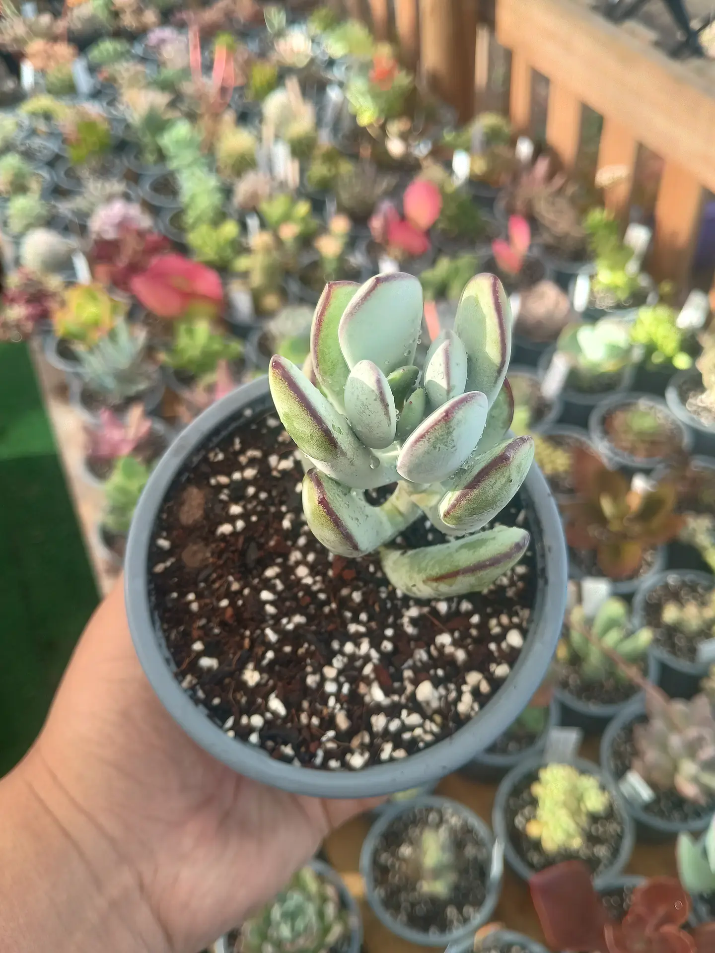 Cotyledon Oophylla 2