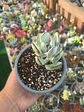 Cotyledon Oophylla - Miniatura 2
