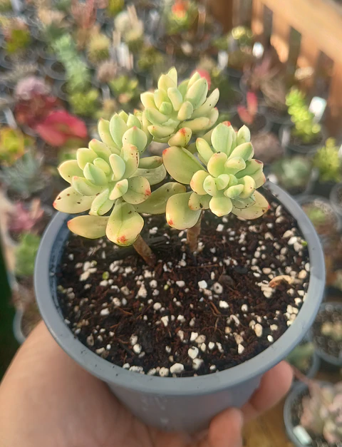 Echeveria sedioides (Sedum jelly bean mickey variegado)