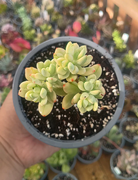 Echeveria sedioides (Sedum jelly bean mickey variegado)