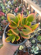 Crassula Ovata Hummel Sunset - Miniatura 1