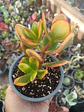 Crassula Ovata Hummel Sunset - Miniatura 2
