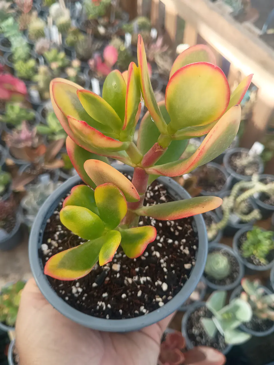 Crassula Ovata Hummel Sunset 2