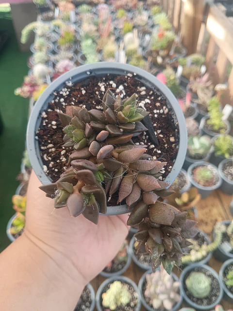 Anacampseros