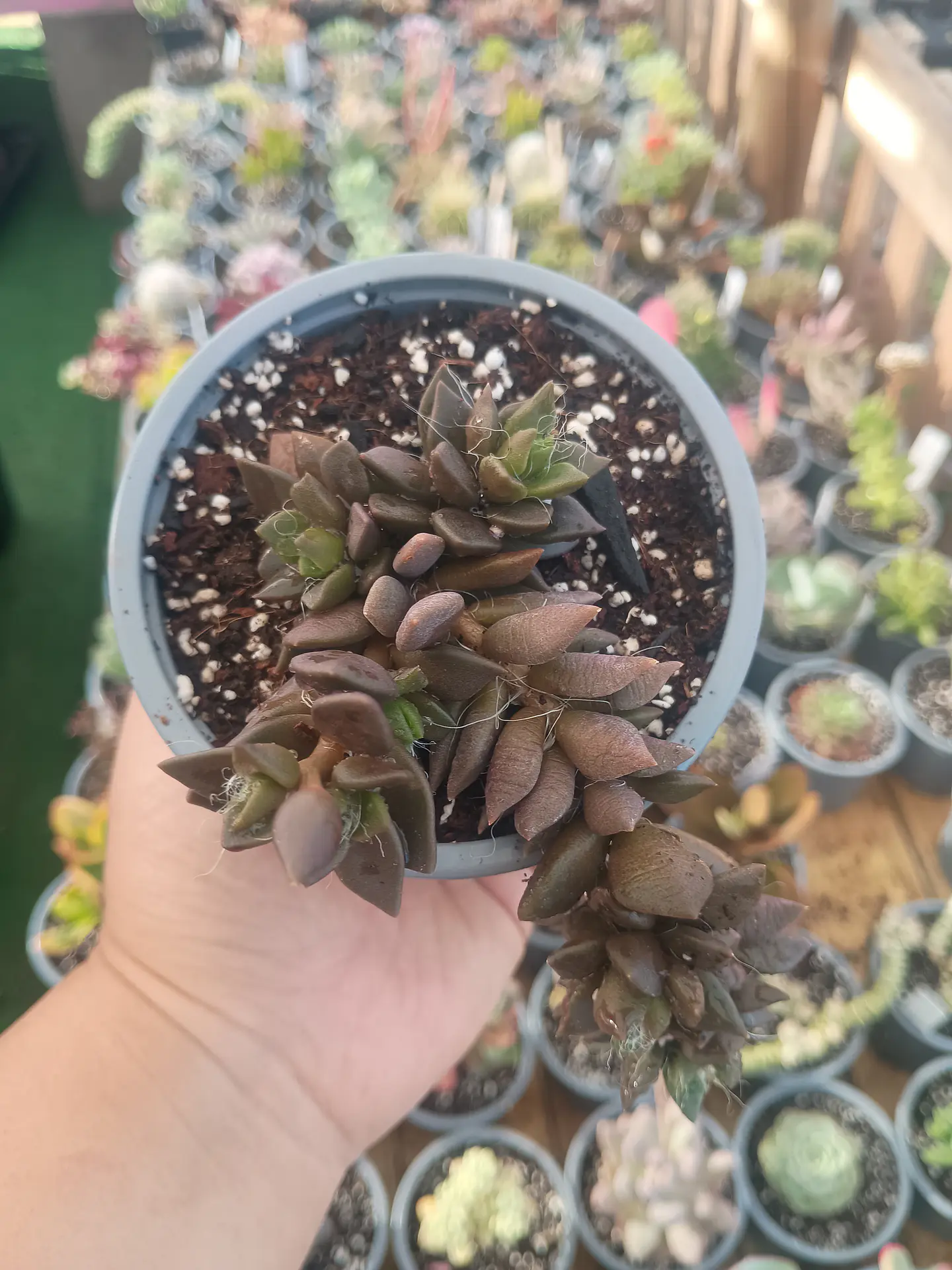 Anacampseros 1
