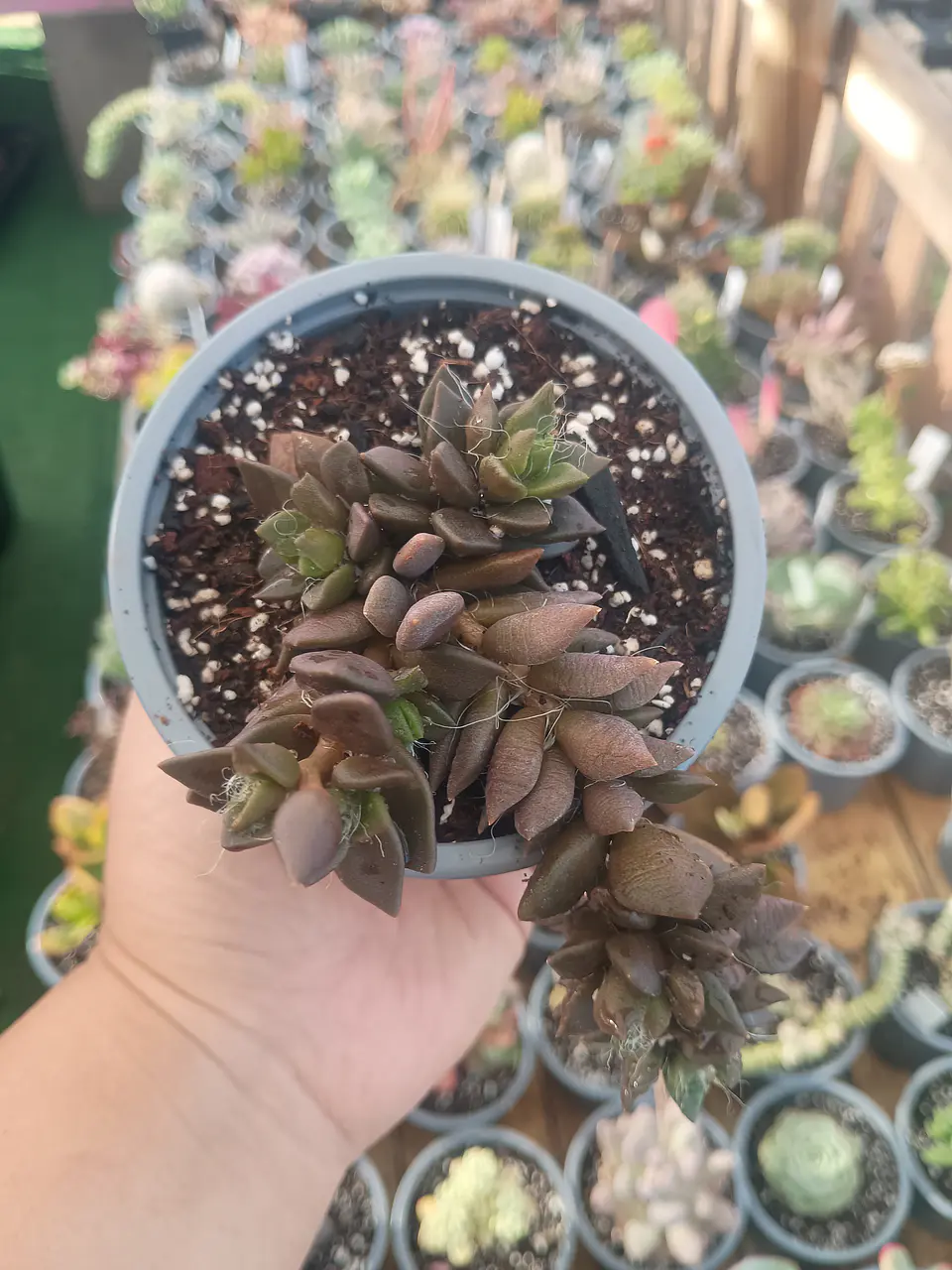 Anacampseros 1