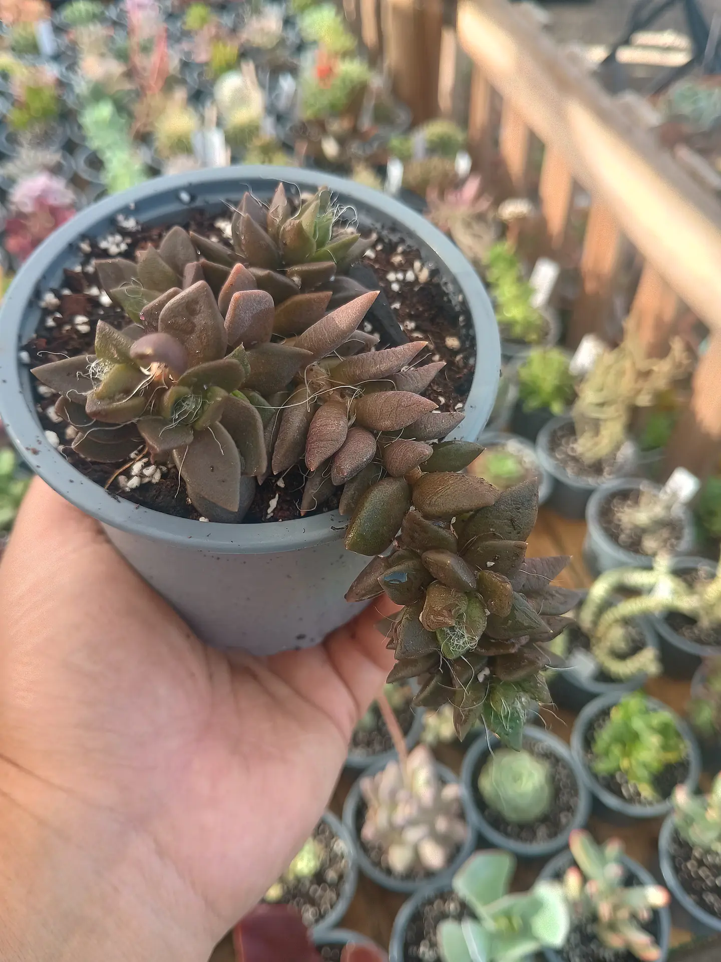 Anacampseros 2
