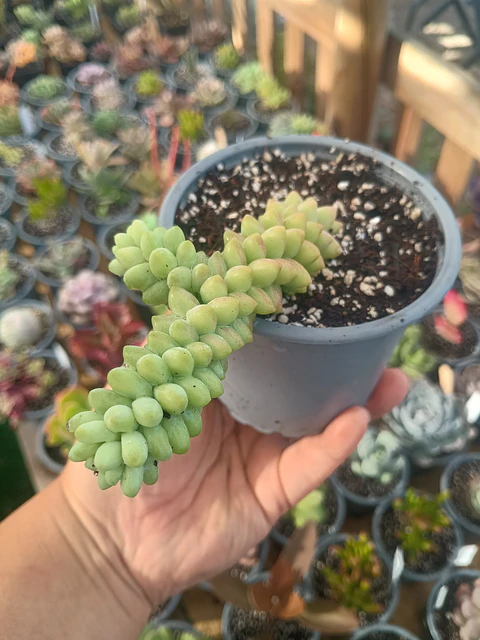 Sedum morganianum (sedum burrito)