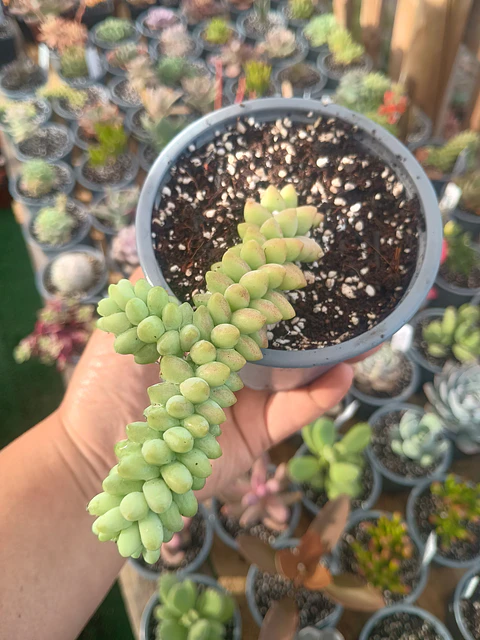 Sedum morganianum (sedum burrito)