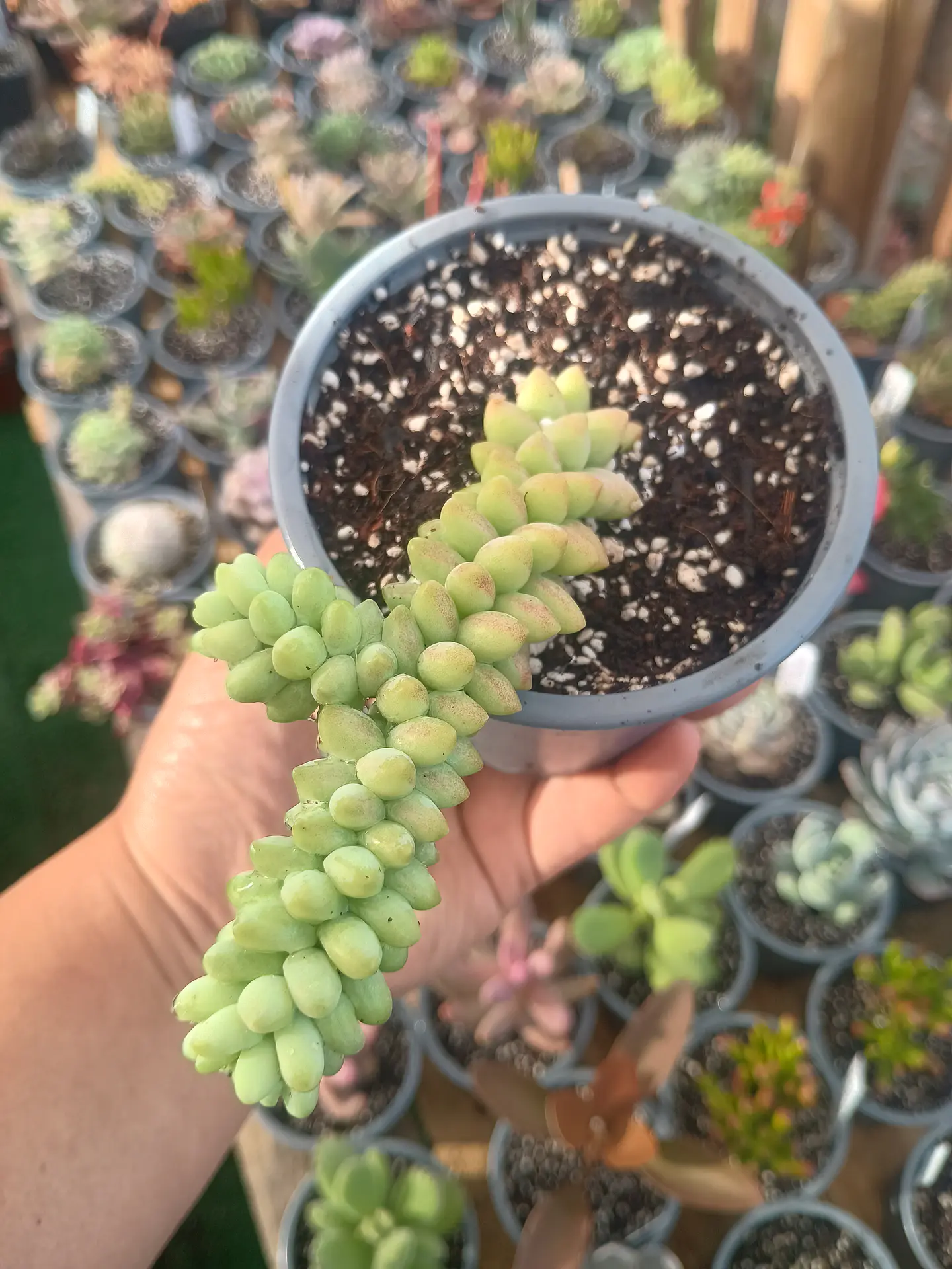 Sedum morganianum (sedum burrito) 2