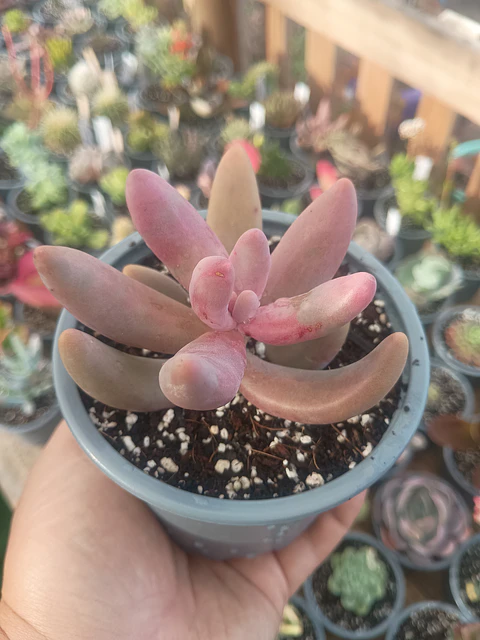 Pachysedum Gonzou M