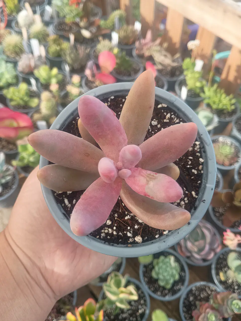 Pachysedum Gonzou M 2