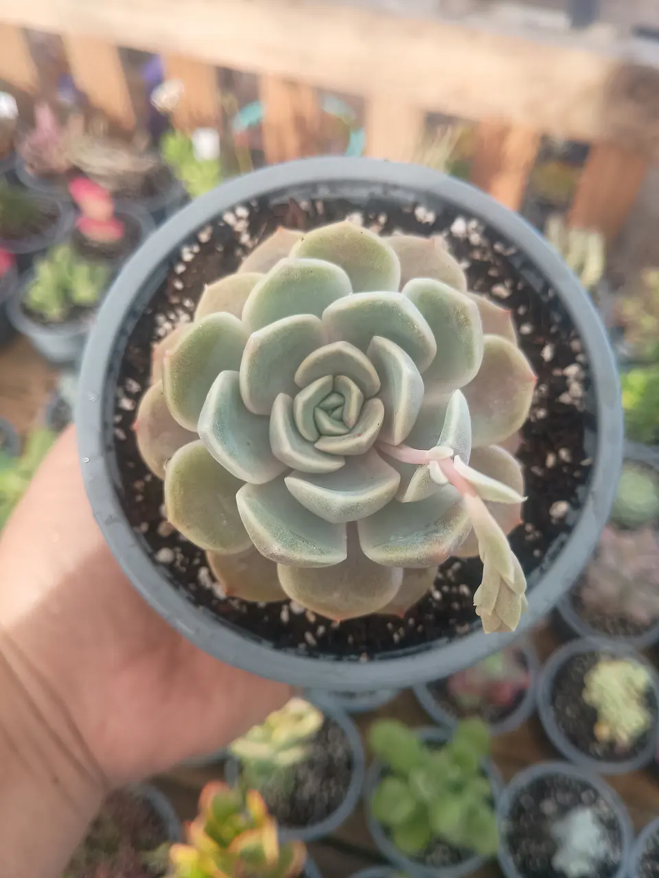 Echeveria Tiny burger 1