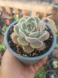 Echeveria Tiny burger - Miniatura 2