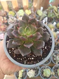 Echeveria Superbowl M - Miniatura 1